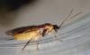 Euura ribesii